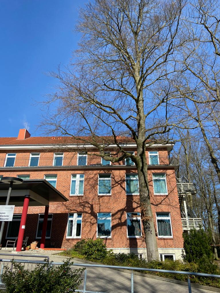 Die 80 Jahre alte Rotbuche am DRK Seniorenheim